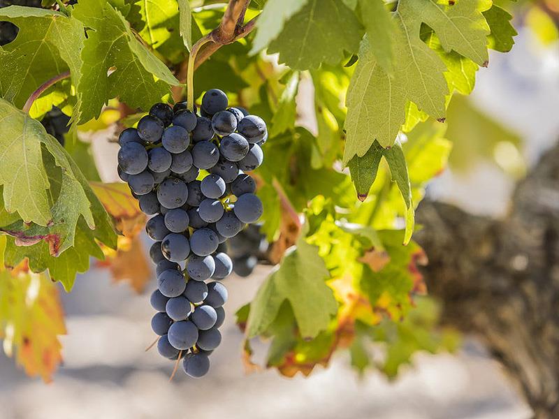 西班牙，世界上葡萄種植面積最大的國家