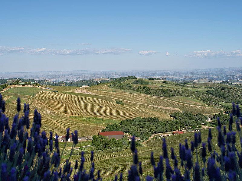 DAOU 達歐莊園以優質及強調產區風土特色（terroir driven）的葡萄酒著稱