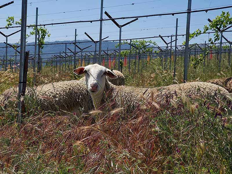 永續認證的普及：90%的加州葡萄酒來自獲得永續認證的酒莊，並且有70%的葡萄園已通過永續種植認證