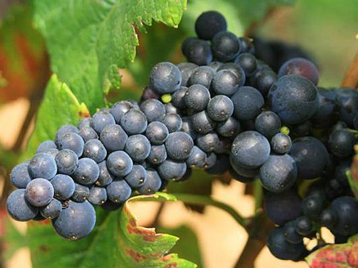 10個重點帶你認識布根地Burgundy